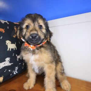 Jigsaw Aussiedoodle 01 Jigsaw Aussiedoodle 01