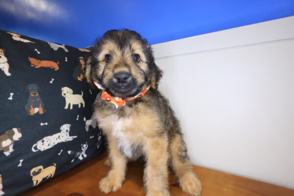 Jigsaw Aussiedoodle 01