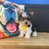 Kai Yorkshire Terrier 01