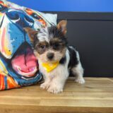 Kai Yorkshire Terrier 02