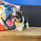 Kai Yorkshire Terrier 03