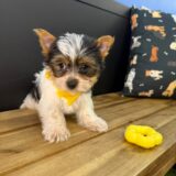 Kai Yorkshire Terrier 04