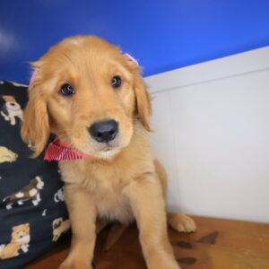 Kaya Golden Retriever 01