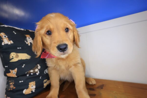 Kaya Golden Retriever 01