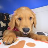 Kaya Golden Retriever 02