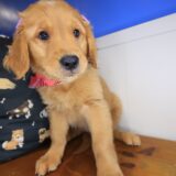 Kaya Golden Retriever 03