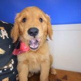 Kaya Golden Retriever 04