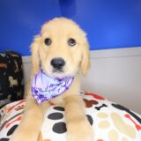 Kirra Golden Retriever 01