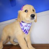 Kirra Golden Retriever 02