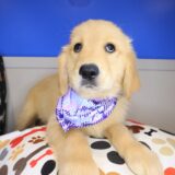 Kirra Golden Retriever 03