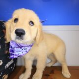 Kirra Golden Retriever 04