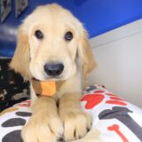 Lennon Golden Retriever 01