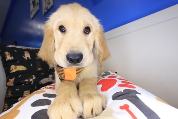 Lennon Golden Retriever 01