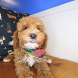 Leonardo Goldendoodle 01