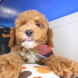 Leonardo Goldendoodle 02