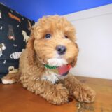 Leonardo Goldendoodle 03