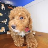 Leonardo Goldendoodle 04