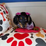 Lobelia Dachshund 01