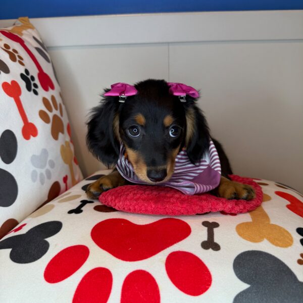 Lobelia Dachshund 01