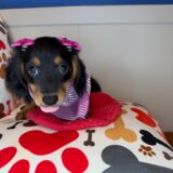 Lobelia Dachshund 02