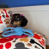 Lobelia Dachshund 03