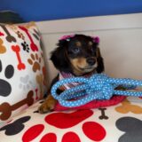 Lobelia Dachshund 04