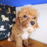 Majest Maltipoo 03
