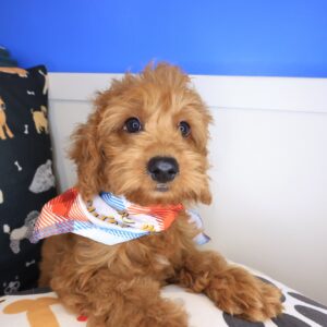Marshall Goldendoodle 01 Marshall Goldendoodle 01