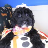 Noodle Cavapoo 01
