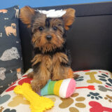 Nuka Yorkshire Terrier 01