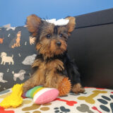 Nuka Yorkshire Terrier 02