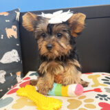 Nuka Yorkshire Terrier 03