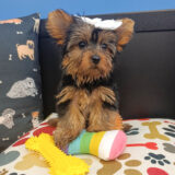 Nuka Yorkshire Terrier 04