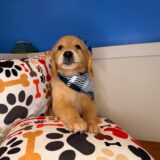 Oakley Golden Retriever 03