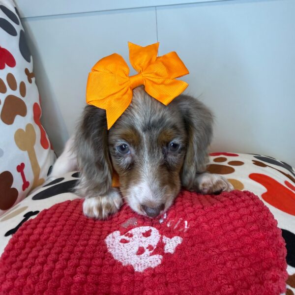 Queenie Dachshund 01