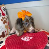 Queenie Dachshund 02