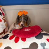 Queenie Dachshund 03