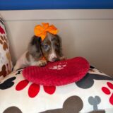Queenie Dachshund 04