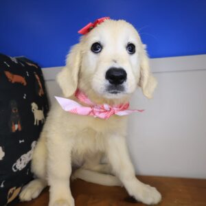 Rainbow Golden Retriever 01