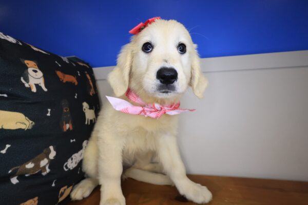 Rainbow Golden Retriever 01