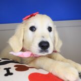 Rainbow Golden Retriever 02