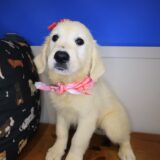 Rainbow Golden Retriever 03
