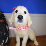 Rainbow Golden Retriever 04
