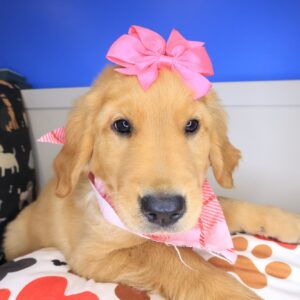 Reba Golden Retriever 01 Reba Golden Retriever 01