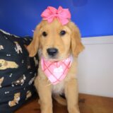 Reba Golden Retriever 02