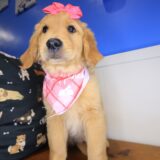 Reba Golden Retriever 03