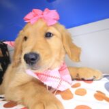 Reba Golden Retriever 04