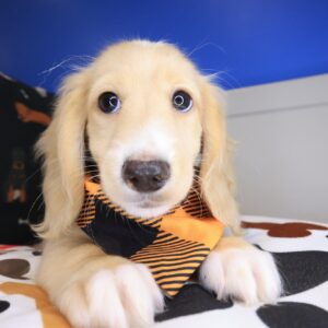 Ronan Dachshund 01