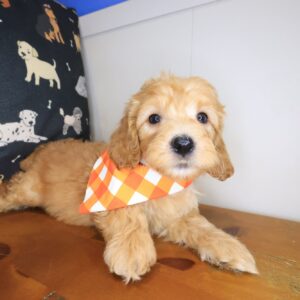 Ruffo Cockapoo 01 Ruffo Cockapoo 01