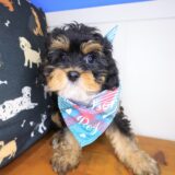 Salinger Cavapoo 01